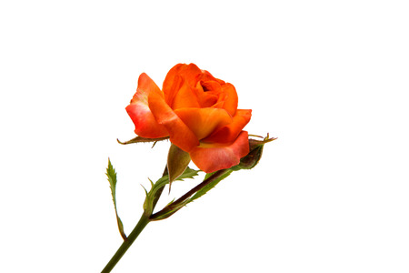 Orange rose isolated on white backgroundの写真素材