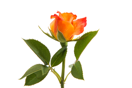 Orange rose isolated on white backgroundの写真素材
