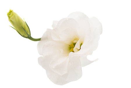 eustoma flower on a white backgroundの写真素材
