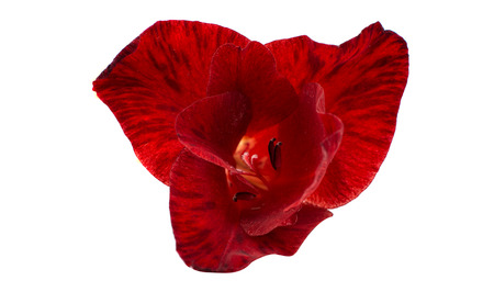 Beautiful gladiolus flower on white backgroundの写真素材