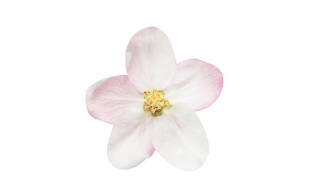 Apple tree flower isolated on white backgroundの写真素材