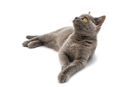 Grey British short hair cat isolated on a white backgroundの写真素材