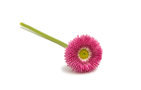 Beautiful daisy flowers isolated on white backgroundの写真素材