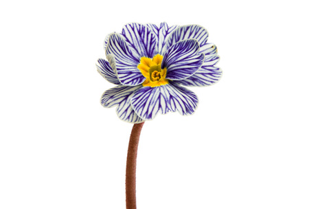 Primrose flower isolated on white backgroundの写真素材