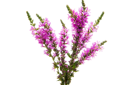 Lilac meadow flowers isolated on white backgroundの写真素材