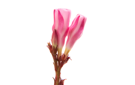 Pink oleander flower isolated on white backgroundの写真素材