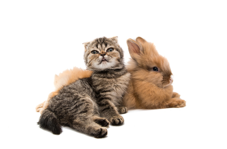 Kitten and rabbit isolated on white backgroundの写真素材