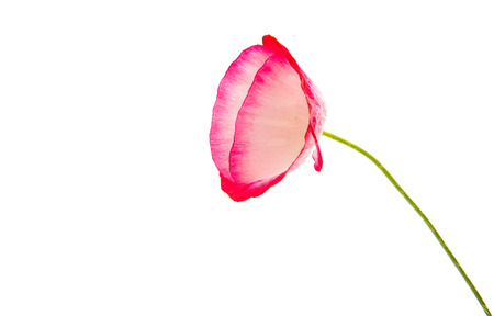 red poppy isolated on white backgroundの写真素材
