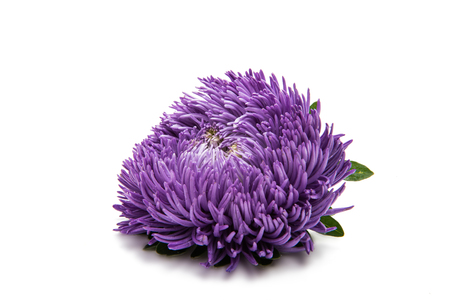 aster isolated on white backgroundの写真素材