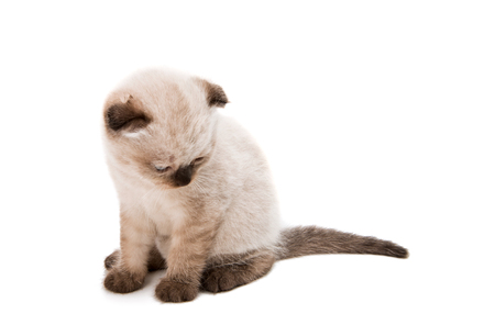 Lop eared kitten isolated on white backgroundの写真素材