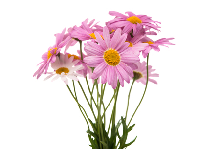 chamomile isolated on white backgroundの写真素材