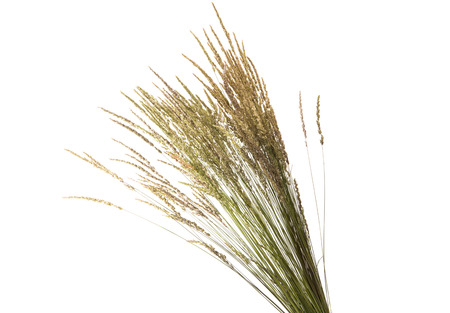 dry grass on a white backgroundの写真素材