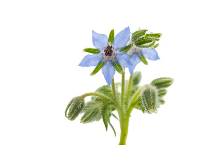 borage flower on a white background