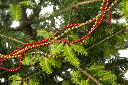 spruce branches with Christmas decorations on a white backgroundの写真素材