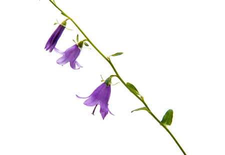 wild bell on white backgroundの写真素材