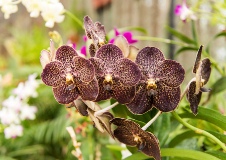 blooming orchid in the greenhouseの写真素材