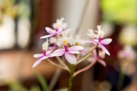 blooming orchid in the greenhouseの写真素材