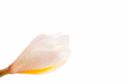 frangipani flower isolated white backgroundの写真素材
