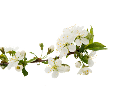 cherry flower isolated on white backgroundの写真素材