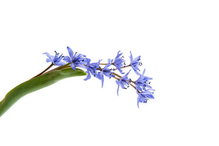 Beautiful blue natural fresh snowdrops flowers isolated on white backgroundの写真素材