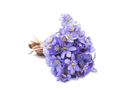 Hepatica nobilis on a white backgroundの写真素材