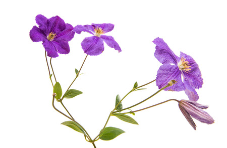 Clematis flower isolated on white backgroundの写真素材