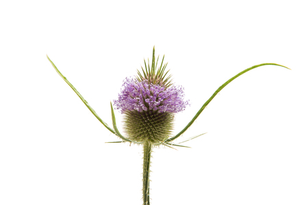 burdock isolated on white backgroundの写真素材