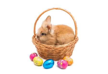 rabbit with easter eggs isolated on white backgroundの写真素材