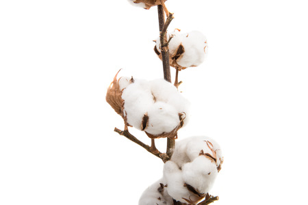 branch with cotton bolls isolated on white backgroundの写真素材