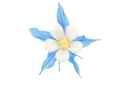 aquilegia flower isolated on white backgroundの写真素材