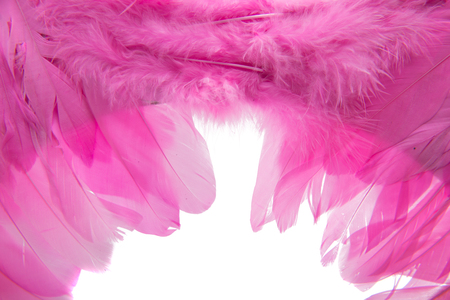 pink feathers isolated on white backgroundの写真素材