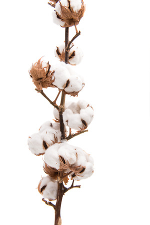 branch with cotton bolls isolated on white backgroundの写真素材