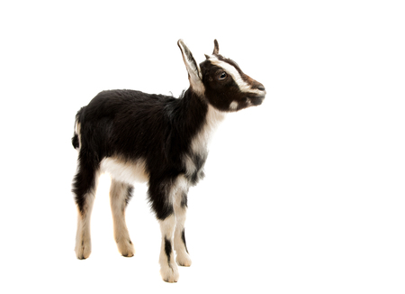 black and white goat isolated on white backgroundの写真素材