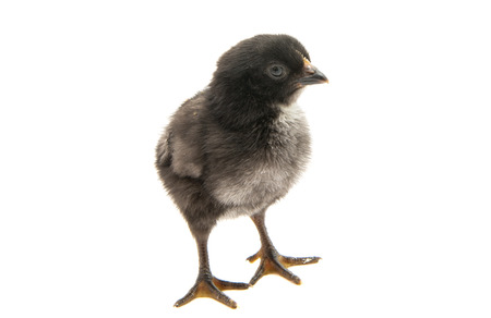 chick isolated on white backgroundの写真素材