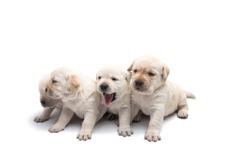 labrador puppies isolated on white backgroundの写真素材