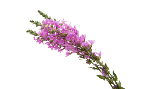 branch with lilac flowers isolated on white backgroundの写真素材