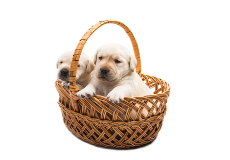 puppies labrador isolated on white backgroundの写真素材