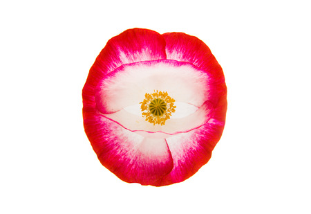 red poppy isolated on white backgroundの写真素材