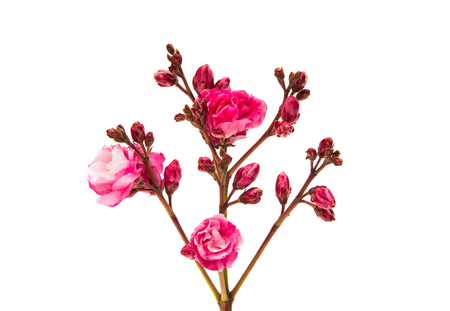 pink oleander flowers isolated on white backgroundの写真素材