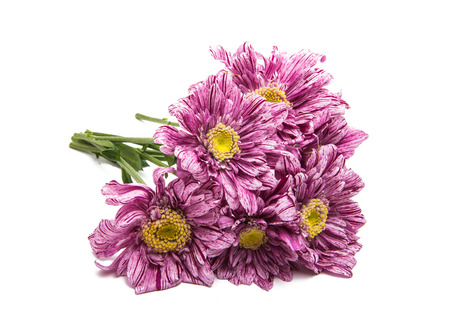 pink chrysanthemum flowers isolated on white backgroundの写真素材