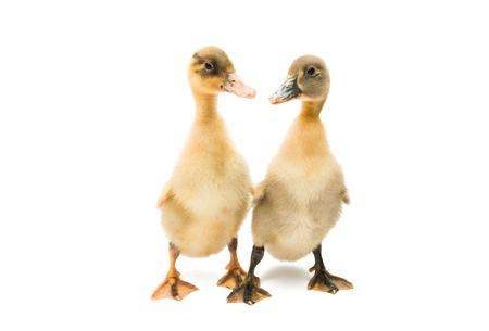 small geese isolated on white backgroundの写真素材