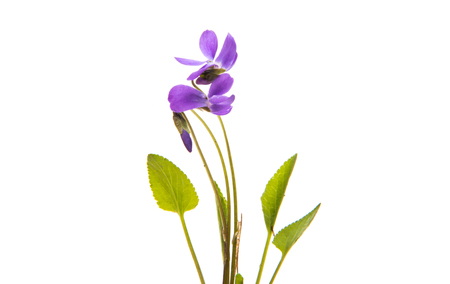 forest violet isolated on white backgroundの写真素材