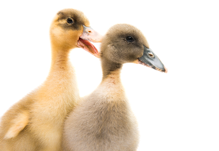 small geese isolated on white backgroundの写真素材