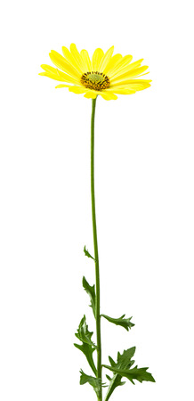 yellow daisy isolated on white backgroundの写真素材