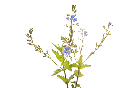 white spring flowers isolated on white backgroundの写真素材