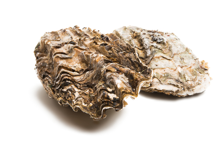 sea oyster isolated on white background