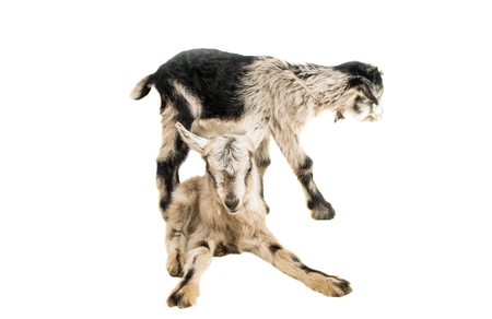little goatling on a white backgroundの写真素材