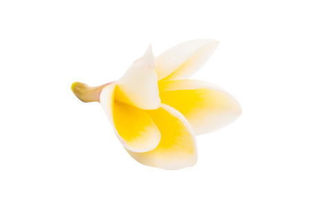 frangipani flower isolated on white backgroundの写真素材