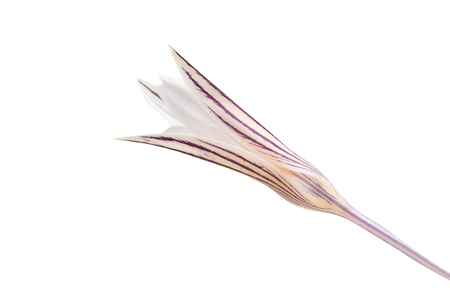 crocus isolated on white backgroundの写真素材