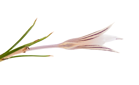crocus isolated on white backgroundの写真素材